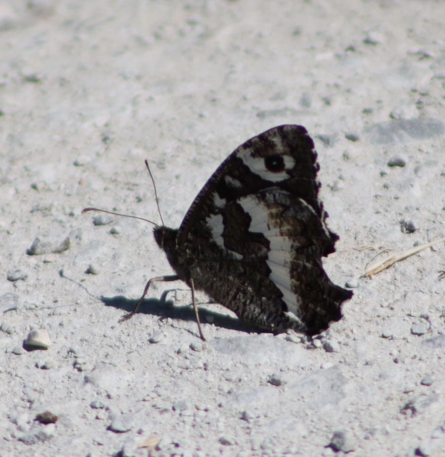 Brintesia circe